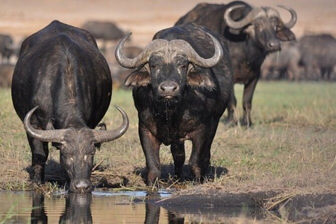 Tour Safari; Nairobi National Park - What you might see, from rhinos to big cats