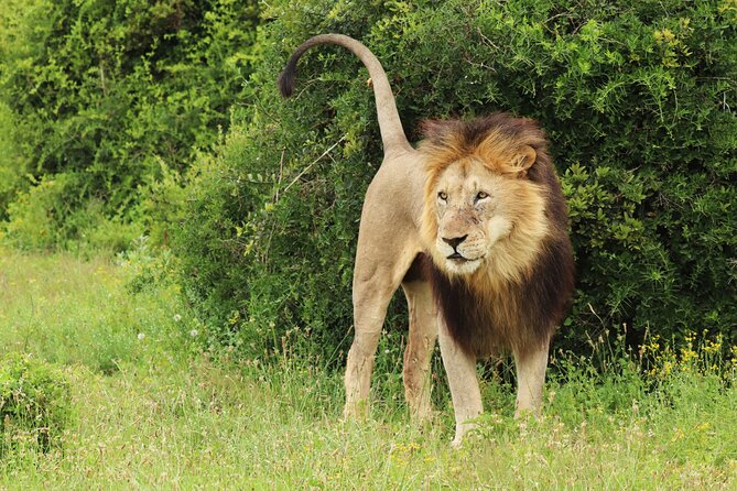 Tour Safari; Nairobi National Park - The guide can make or break a short safari