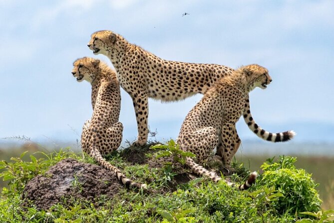 Tour Safari; Nairobi National Park - Entering the park and searching the open plains