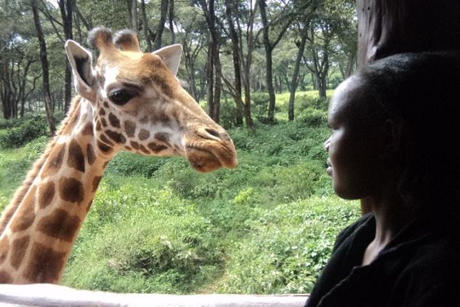 Tour to Giraffe Center from Nairobi - Meeting Giraffes in Nairobi’s Karen Area