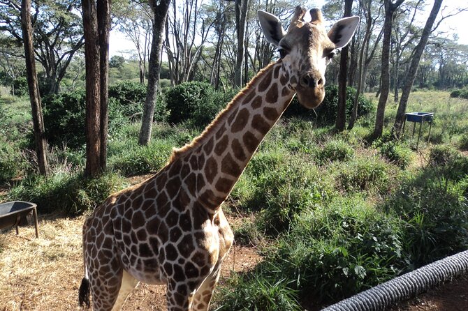 Tour to Giraffe Center from Nairobi - What the Three Hours Really Includes
