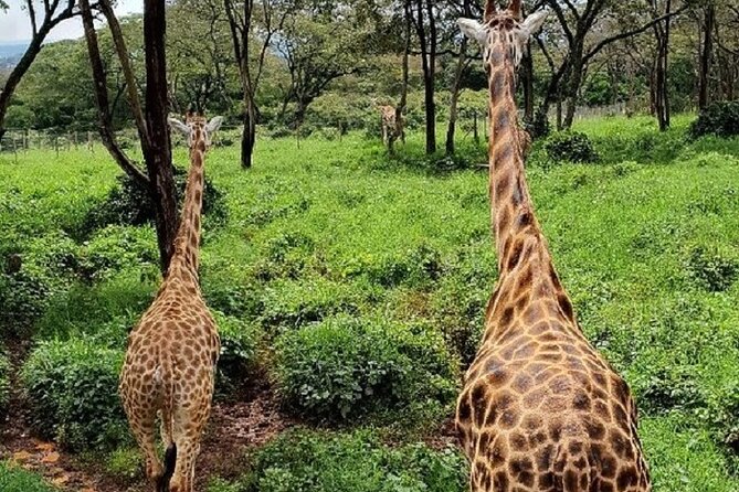 Tour to Giraffe Center from Nairobi - Is $65 a Fair Price?