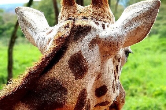 Tour to Giraffe Center from Nairobi - Who Will Enjoy This Nairobi Excursion?