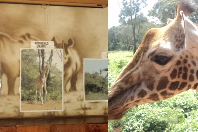 Tour to Giraffe Center from Nairobi - Should You Book the Giraffe Centre Tour?