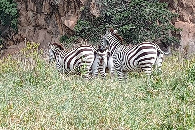 Tour to Hells Gate National park & L Naivasha boat ride - Drivers and guides shape the day