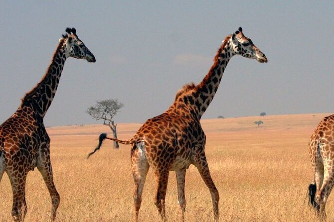 Tour to Hells Gate National park & L Naivasha boat ride - The 7 a.m. pickup and Rift Valley drive