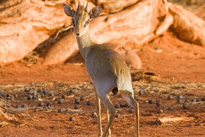 Tsavo East 1 Day Safari, Beach To Beach In 4wd Jeep - A second game drive before the return