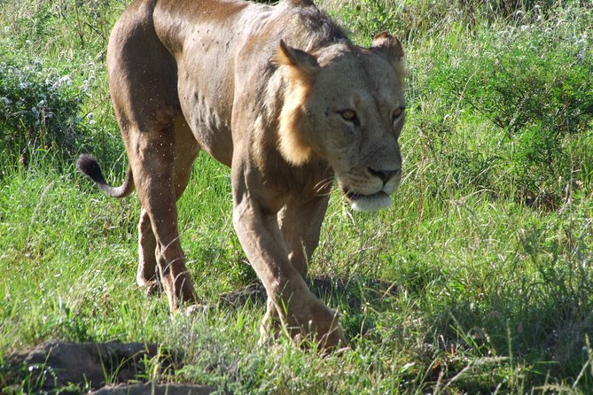 Tsavo East Amboseli and Tsavo West Safari 4 Days starting Malindi - Amboseli brings elephants and the Kilimanjaro view