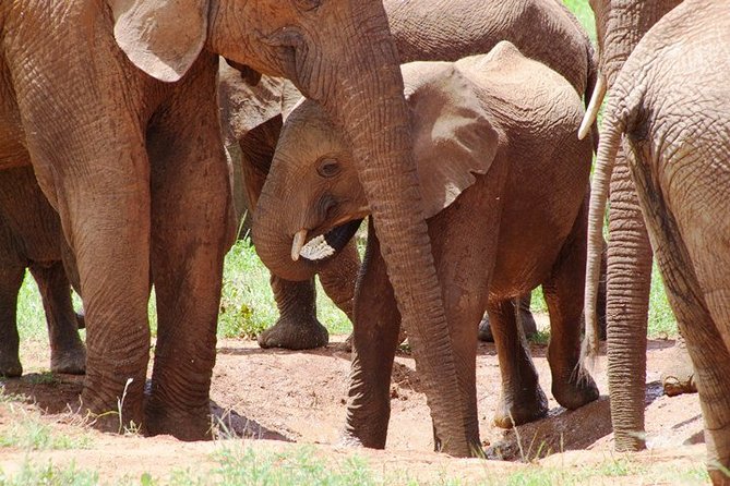 Tsavo East Amboseli and Tsavo West Safari 4 Days starting Malindi - Lodges and included meals