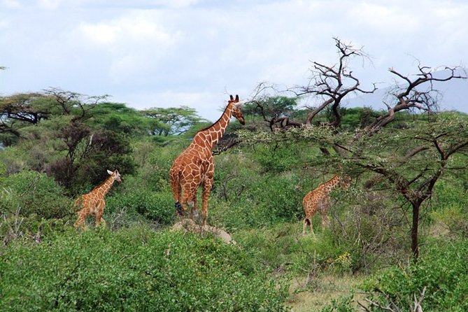 Tsavo East Amboseli and Tsavo West Safari 4 Days starting Malindi - Is $1,917 per person fair value?