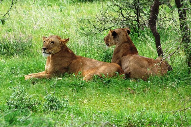 Tsavo East Amboseli and Tsavo West Safari 4 Days starting Malindi - The final morning returns you to Malindi