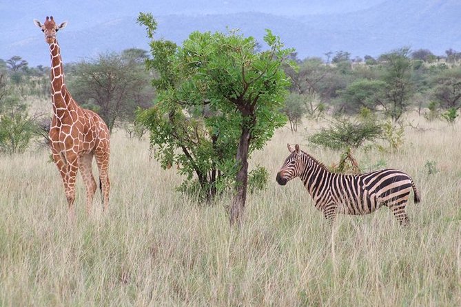 Tsavo East and Ngutuni Sanctuary Safari 3 days from Mombasa - Ngutuni Lodge: A room with a wildlife view