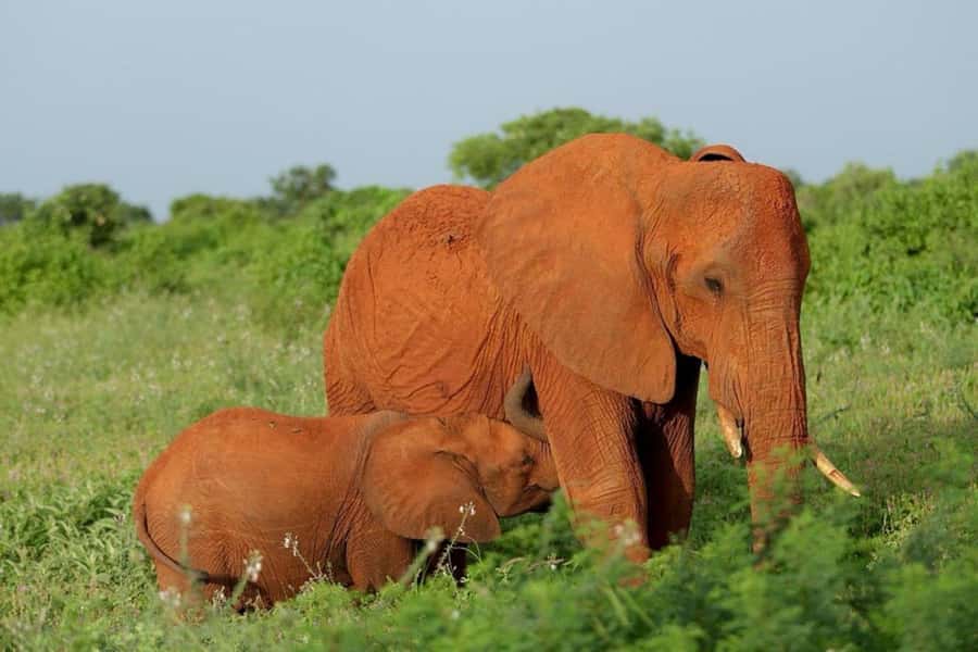 Tsavo East and Tsavo West Sanctuary Safari - Ngutuni Lodge and the value of a waterhole room