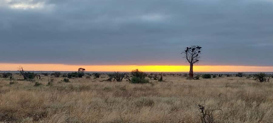 Tsavo East and Tsavo West Sanctuary Safari - Day two: an early Ngutuni sanctuary drive