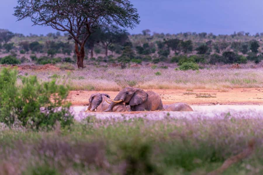 Tsavo East and Tsavo West Sanctuary Safari - What the $857 price includes