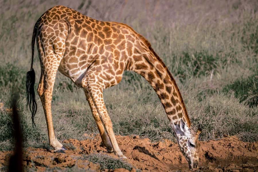 Tsavo East and Tsavo West Sanctuary Safari - Guides, vehicles, and the feel of the safari