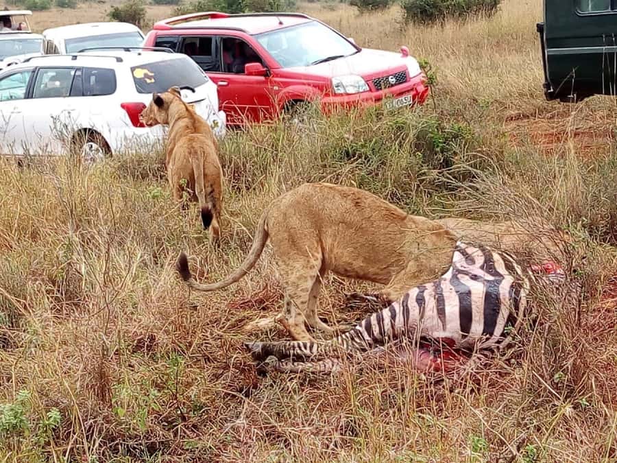 Tsavo East National Park: 2-Day Tour from Mombasa - What the Voi Safari Lodge night is really like