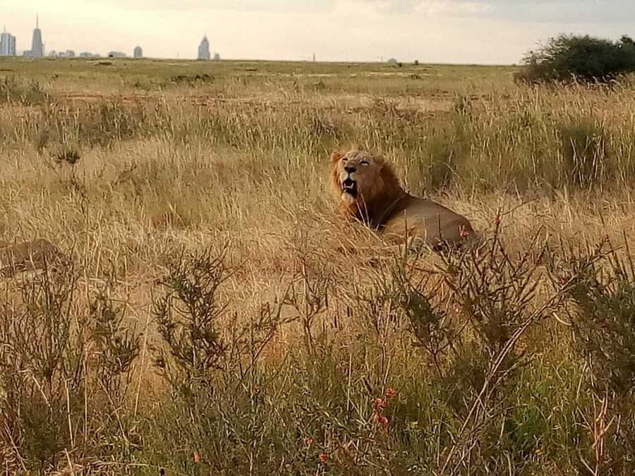 Tsavo East National Park: 2-Day Tour from Mombasa - Practical planning for a smoother trip