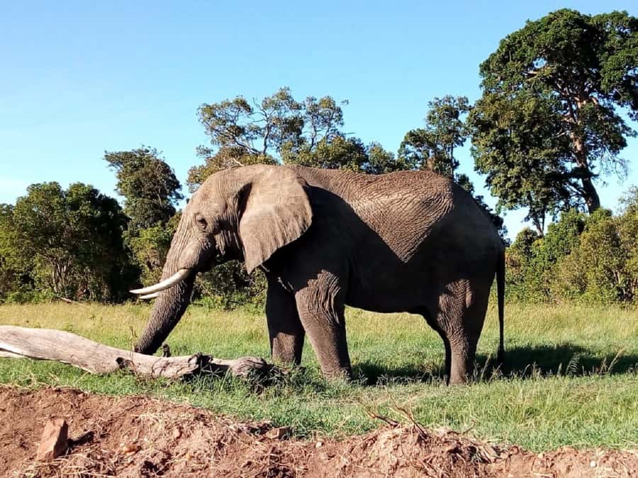 Tsavo East National Park: 2-Day Tour from Mombasa - Who should book this Tsavo East safari?