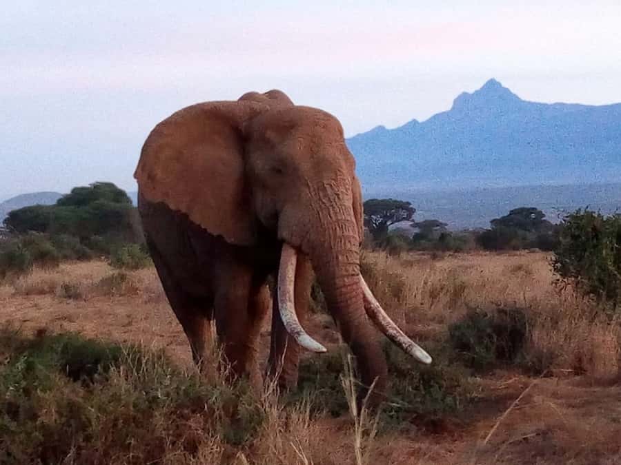 Tsavo East National Park: 2-Day Tour from Mombasa - The long road from Mombasa to the park