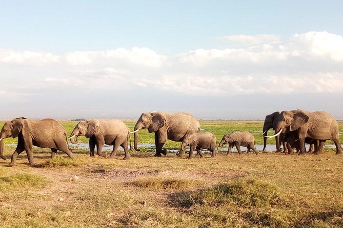 Tsavo East & west, Amboseli 5days from Mombasa - Day four: A full Amboseli safari and lunch at Observation Hill