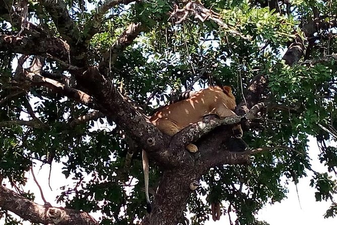 Tsavo East & west, Amboseli 5days from Mombasa - Day five: Nairobi, Emali, and the return question