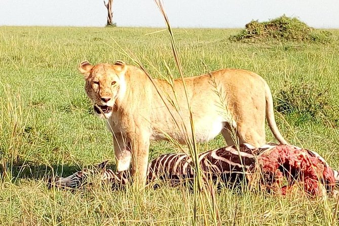 Tsavo East & west, Amboseli 5days from Mombasa - What the $1,100 price really covers