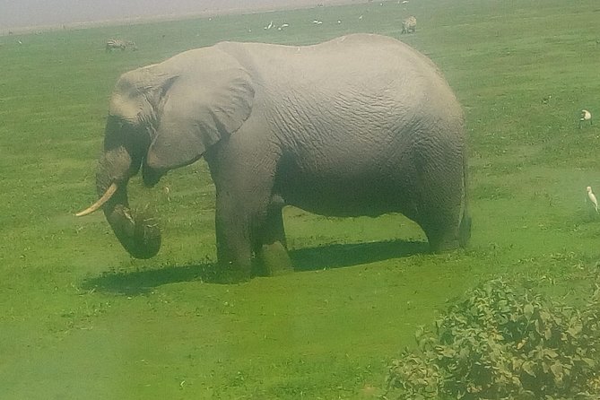 Tsavo East & west, Amboseli 5days from Mombasa - The private format and daily pace