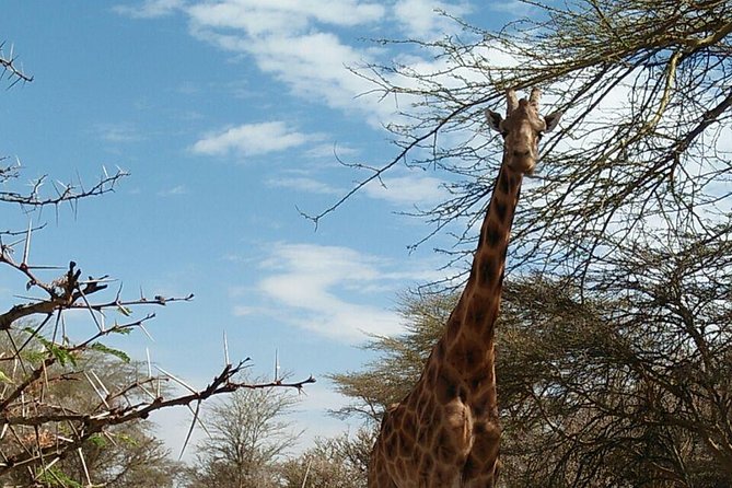 Tsavo East & west, Amboseli 5days from Mombasa - Day two: Tsavo West, Mzima Springs, and Ngulia Safari Lodge