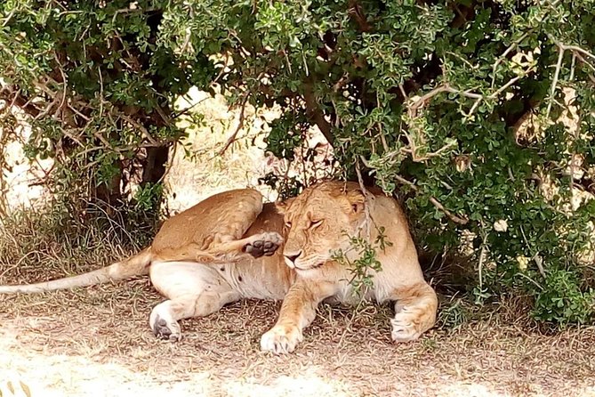 Tsavo National Park Small group Day trip - Lunch Inside the Park Costs Extra