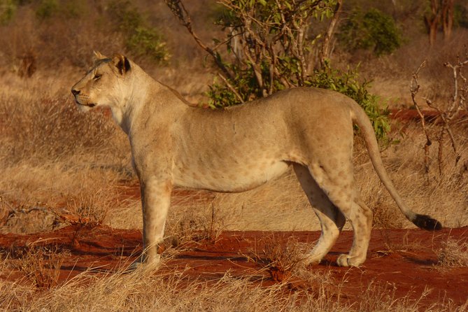 Tsavo National Park Small group Day trip - The Long Return to Mombasa