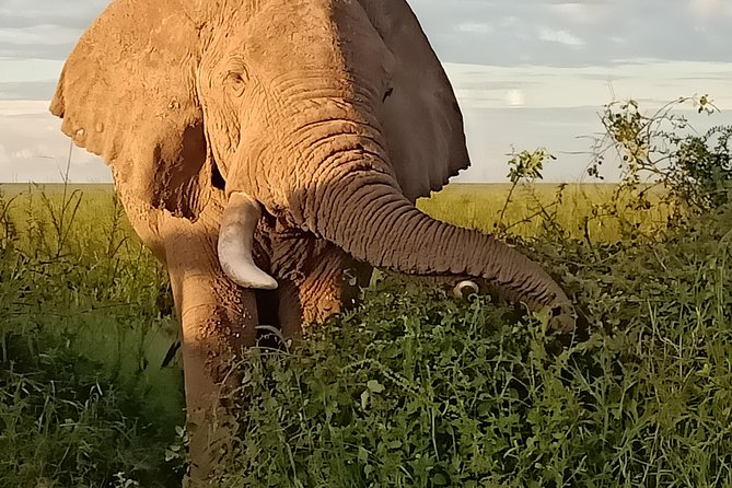 Vegans special safari - Day 4: A full Maasai Mara day and the Mara River