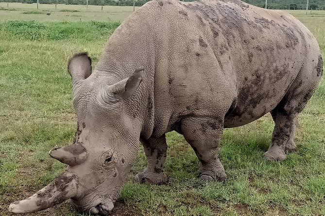 Vegans special safari - Day 2: Nairobi National Park and the baby elephants