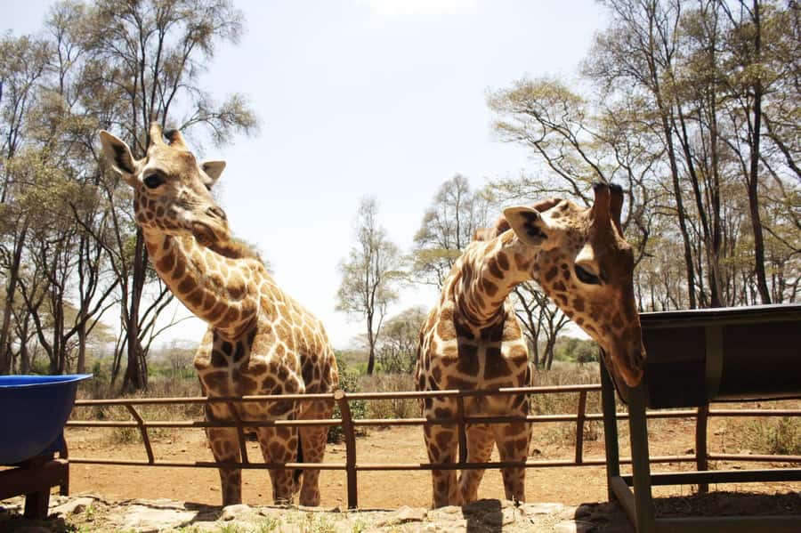 Visit to the Giraffe Centre - Why the giraffe encounter feels different