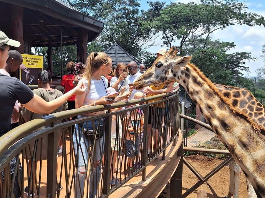 Visit to the Giraffe Centre - The Rothschild giraffe conservation story