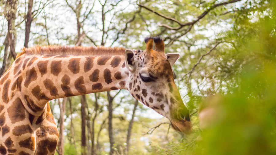 Visit to the Giraffe Centre - A two-hour visit inside the Giraffe Centre