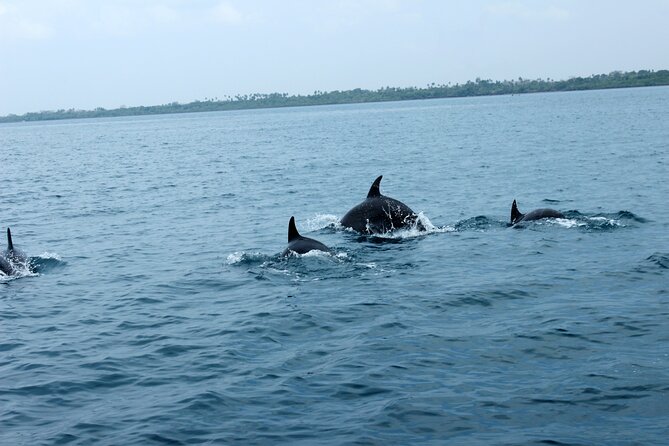 Wasini Day Tour - Snorkeling at Kisite-Mpunguti Marine Park