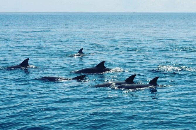 Wasini Dolphin Snorkeling - Lunch and a slower hour on Wasini Island