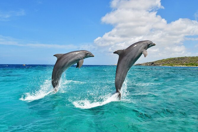 Wasini Dolphin Snorkeling - Dolphin spotting off the Shimoni coast