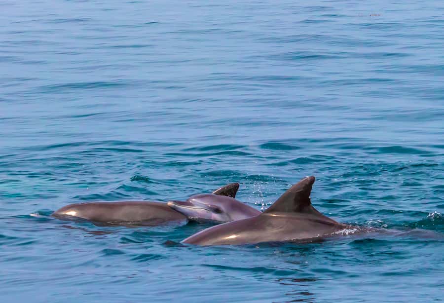 Wasini Island: Dolphin Spotting & Snorkel at Kisite Mpunguti - Sailing the coast by traditional dhow
