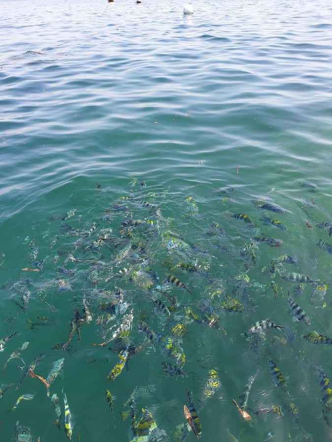 WATAMU: MALINDI: SARDEGNA ISLAND & MALINDI MARINE PARK - Seafood BBQ served on the boat