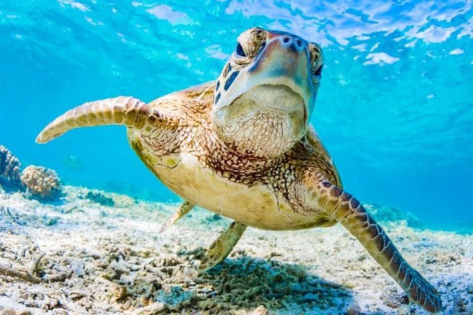 Watamu Marine Park & Sudi Island Mangrove Forest Canoe Ride.With sea food lunch - Seafood barbecue on the beach