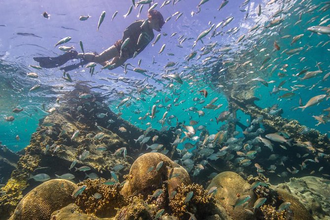 Watamu Marine Park & Sudi Island Mangrove Forest Canoe Ride.With sea food lunch - Who will enjoy this long coastal day