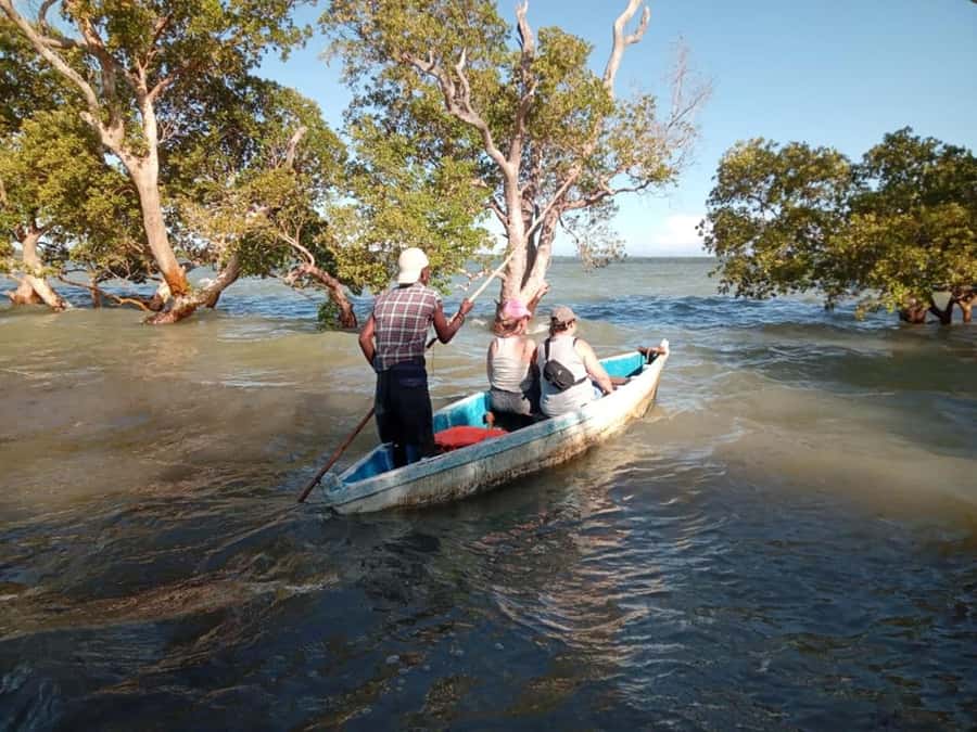 Watamu: Sunset Mangrove Canoe Tour with Coconut Drink - The traditional dugout canoe