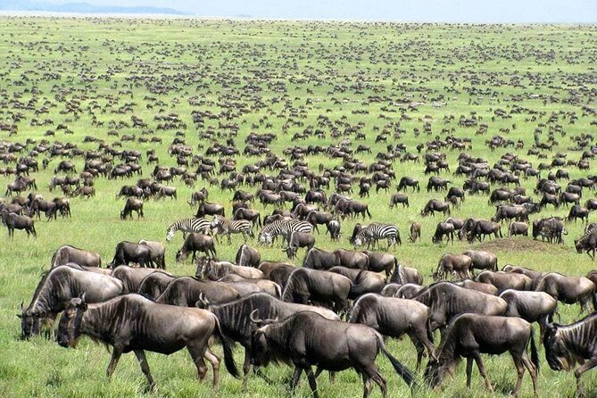 Wildebeest Migration in Masai Mara and Sightseeing 4 Days Tour - Day two: a full day in the Mara and the famous river